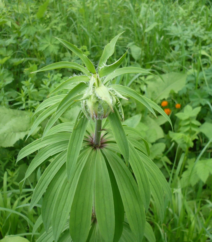 Image of Lilium pilosiusculum specimen.