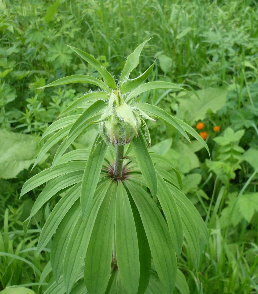 Изображение особи Lilium pilosiusculum.