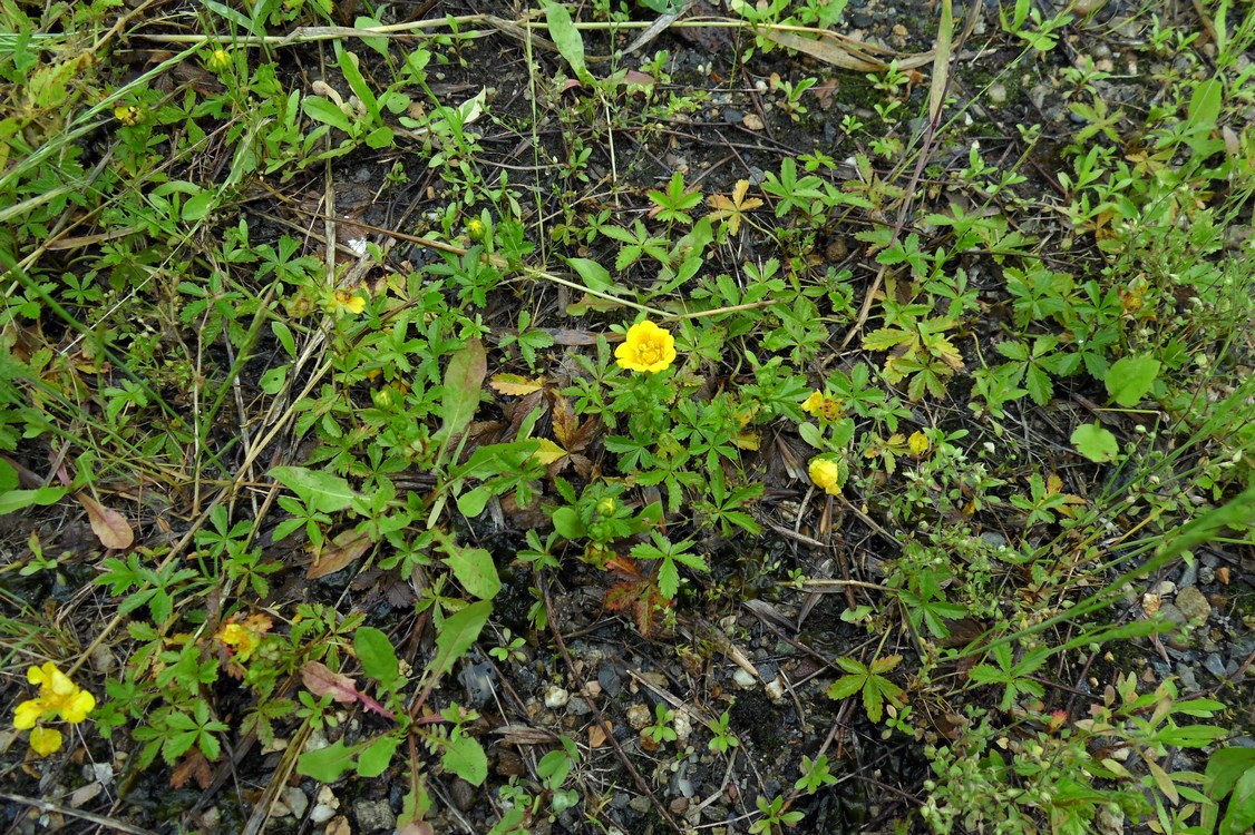 Image of Potentilla reptans specimen.