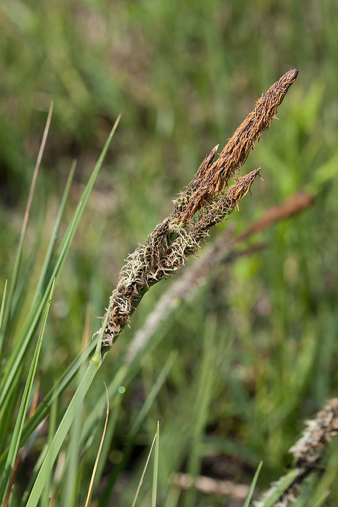 Изображение особи Carex elata.