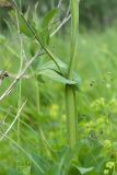 Lathyrus pisiformis. Часть побега (виден крылатый стебель и крупные прилистники). Ленинградская обл., Волосовский р-н, ок. 500 м к сев. от дер. Горки 1-е, луг (по залежи?). 18.06.2016.