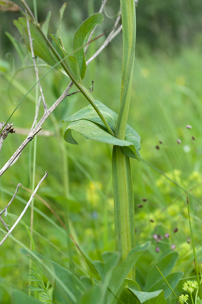 Изображение особи Lathyrus pisiformis.