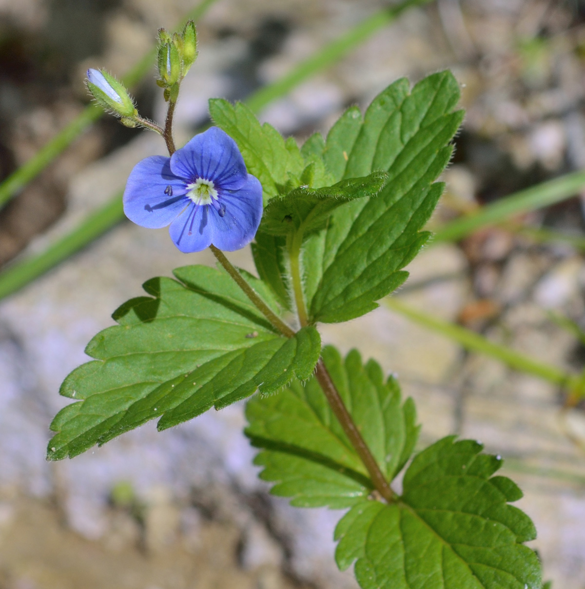 Image of Veronica chamaedrys specimen.