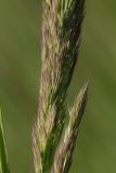 Calamagrostis epigeios