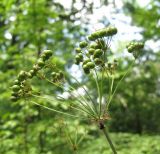 Physospermum cornubiense. Соплодие. Краснодарский край, Абинский р-н, окр. пос. Новый, дубово-сосновый лес. 06.07.2016.