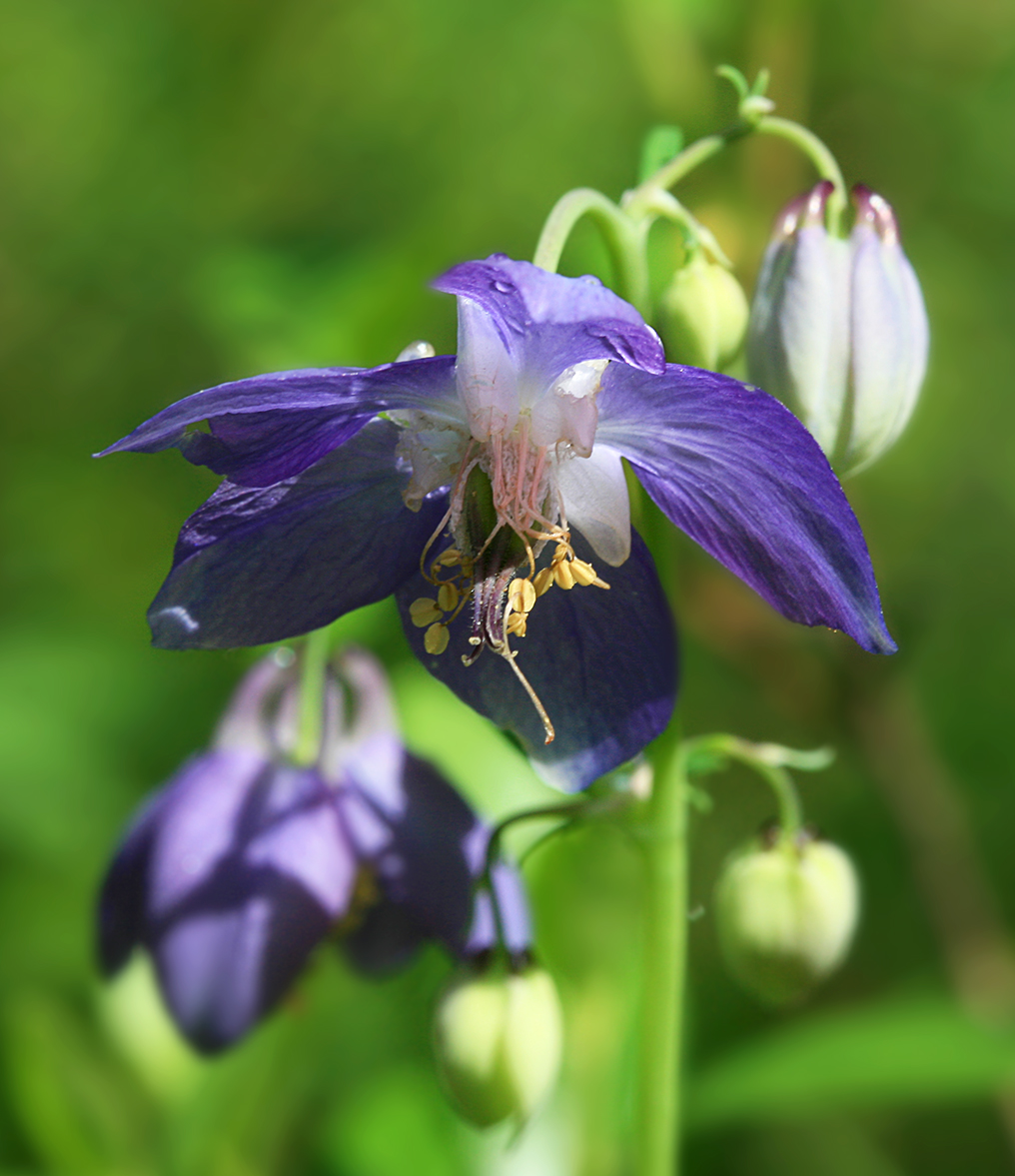 Image of Aquilegia parviflora specimen.