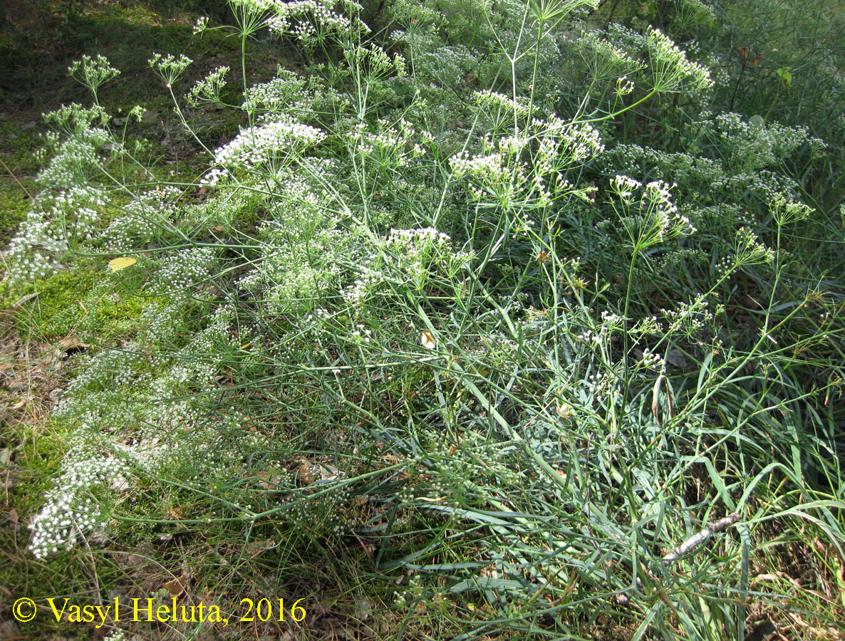 Image of Falcaria vulgaris specimen.