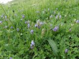 Oxytropis kusnetzovii