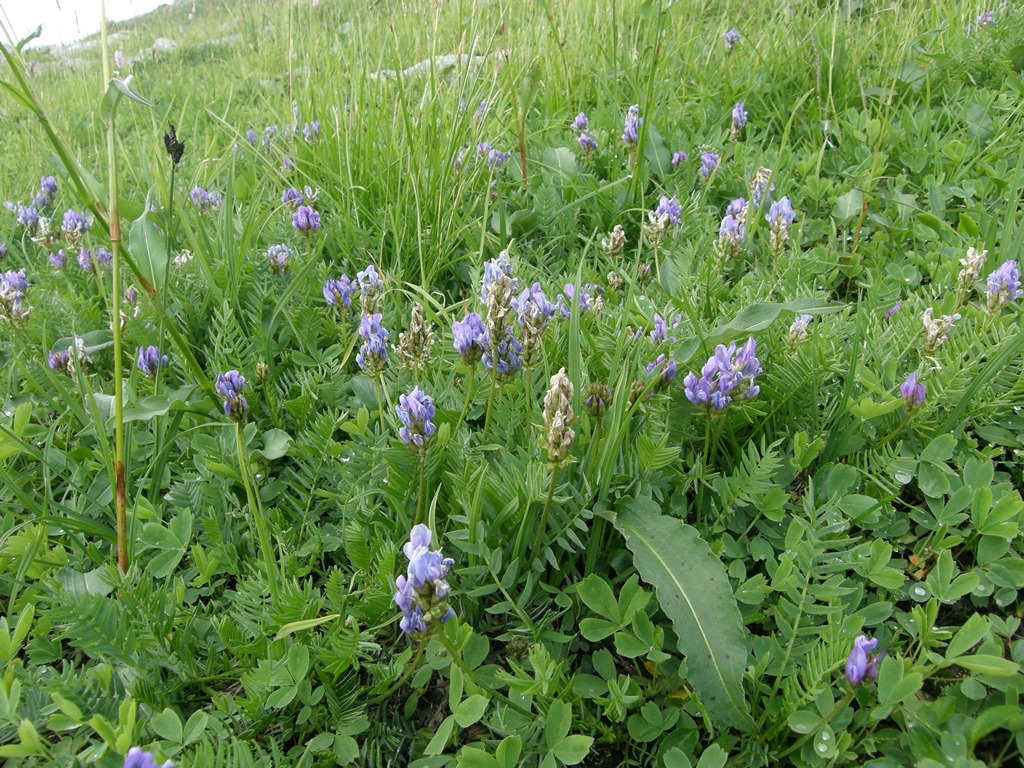 Image of Oxytropis kusnetzovii specimen.