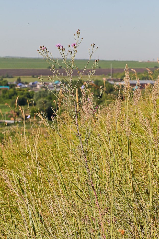 Изображение особи Centaurea stoebe.