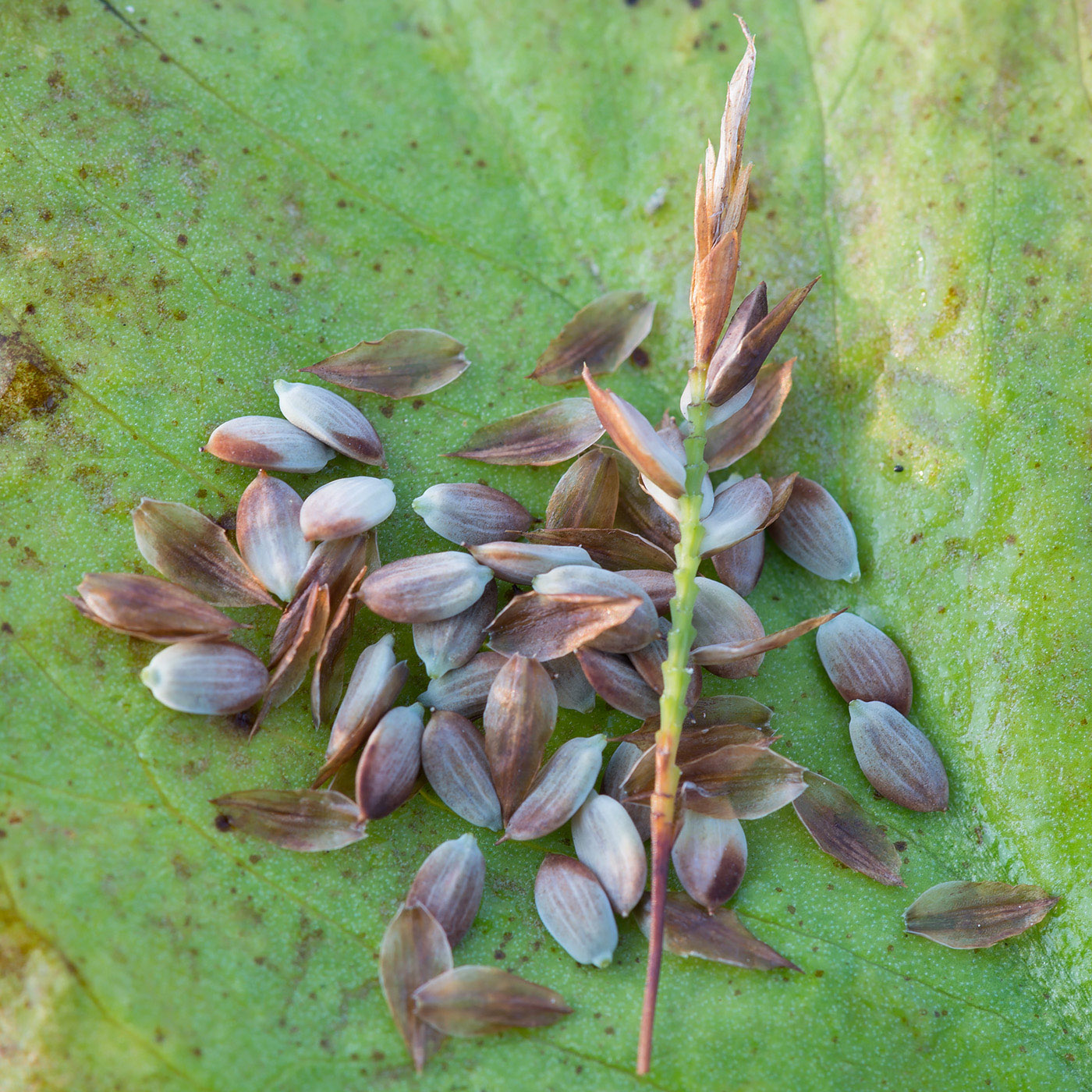 Image of Carex limosa specimen.