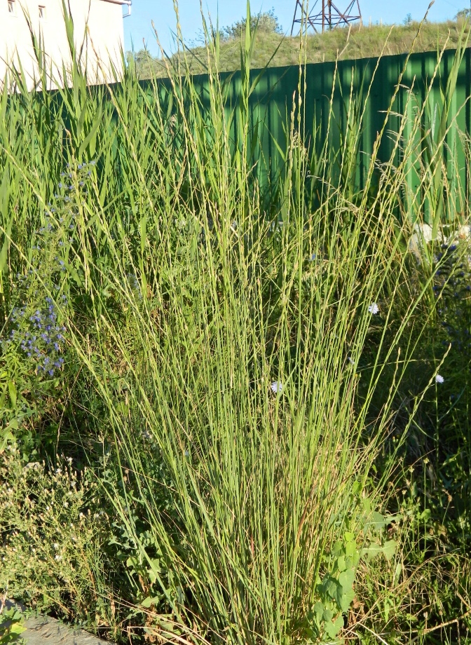 Image of Elytrigia obtusiflora specimen.