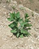 Nicotiana glauca. Молодое растение у пешеходной дорожки. Израиль, Шарон, г. Герцлия, национальный парк \"Аполлония\", высокий берег Средиземного моря. 12.07.2015.