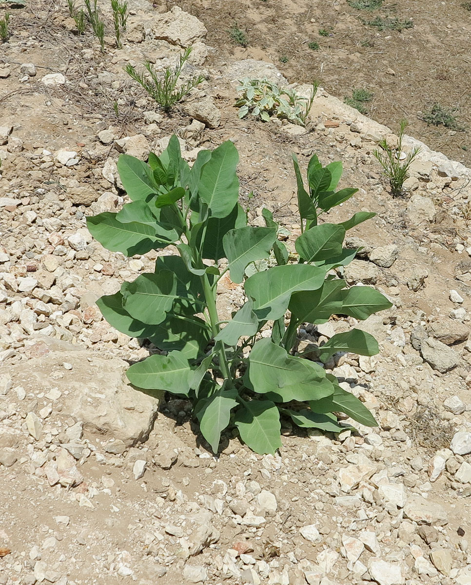 Изображение особи Nicotiana glauca.