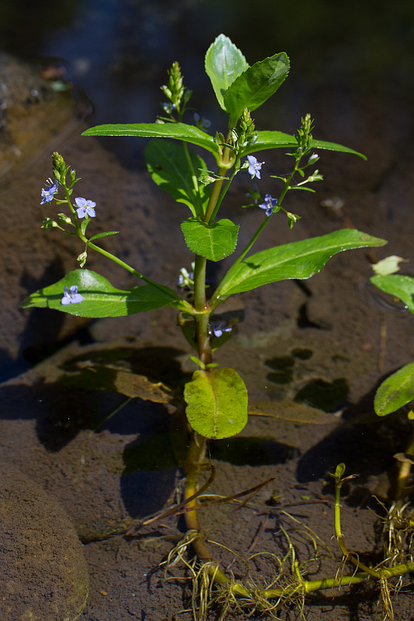 Image of Veronica beccabunga specimen.