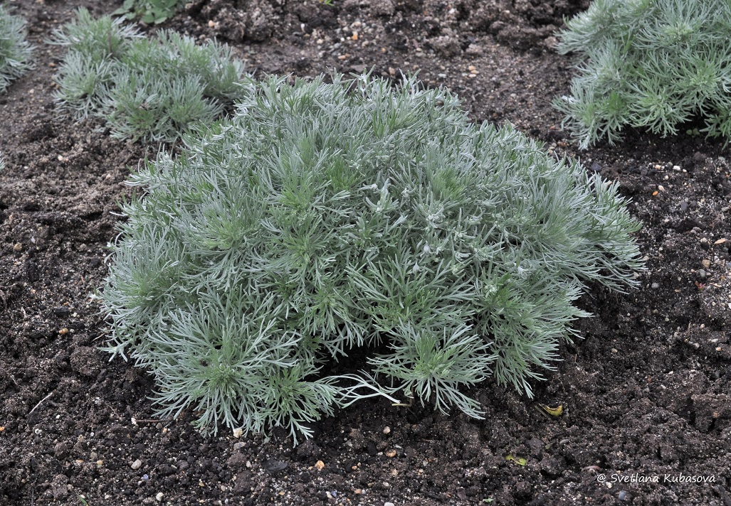 Image of Artemisia schmidtiana specimen.
