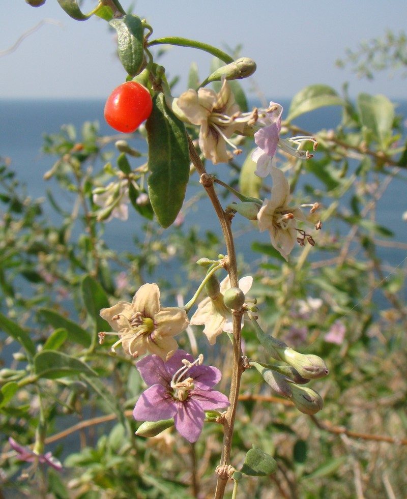 Изображение особи Lycium barbarum.