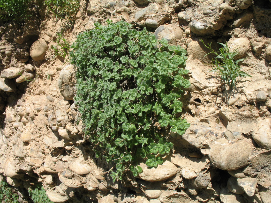 Image of Scutellaria immaculata specimen.