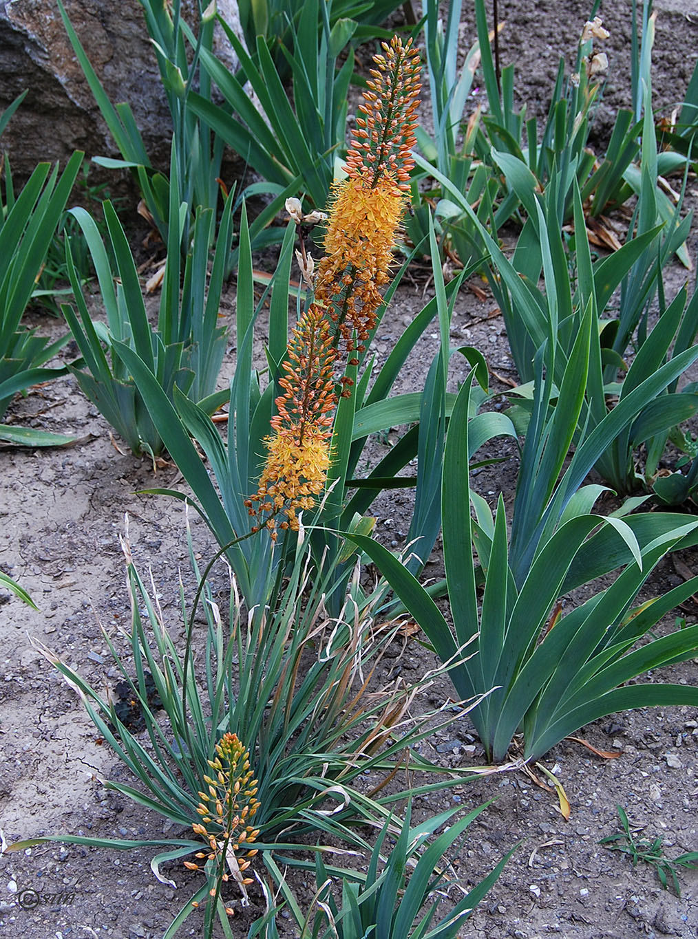 Image of Eremurus &times; isabellinus specimen.