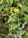 Inula britannica