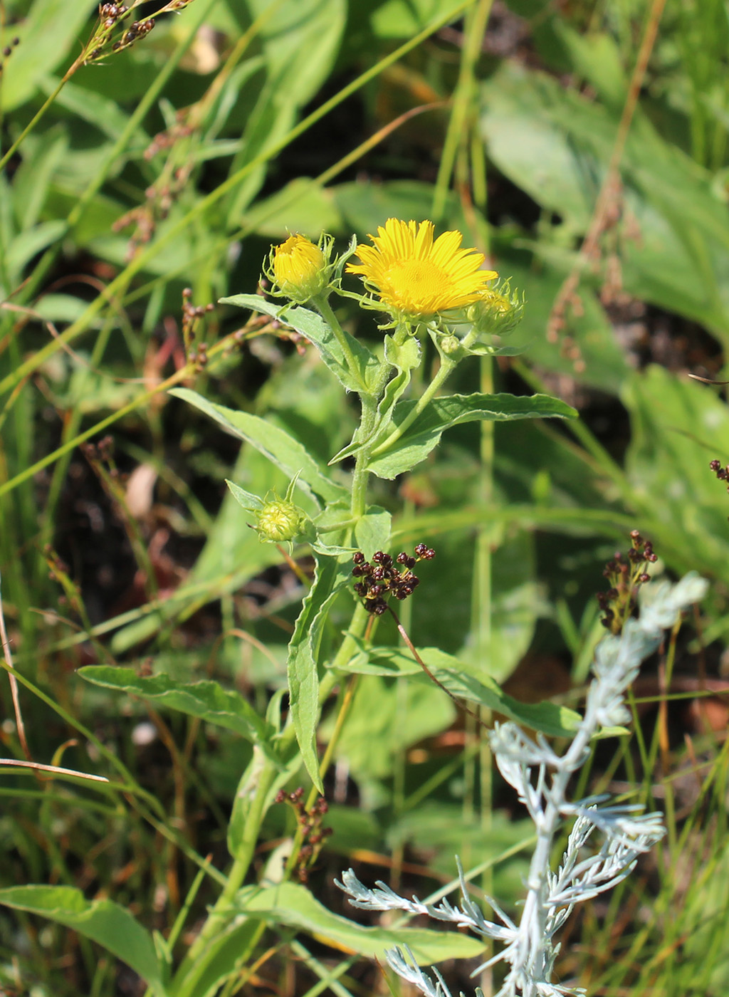 Изображение особи Inula britannica.