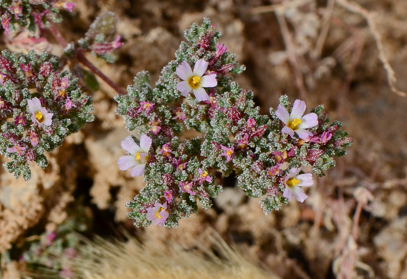 Image of Frankenia pulverulenta specimen.