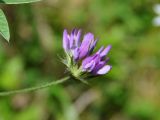 Psoralea bituminosa подвид pontica. Соцветие. Крым, Бахчисарайский р-н, окр. пещерного г. Эски-Кермен, опушка дубового леса. 07.06.2016.