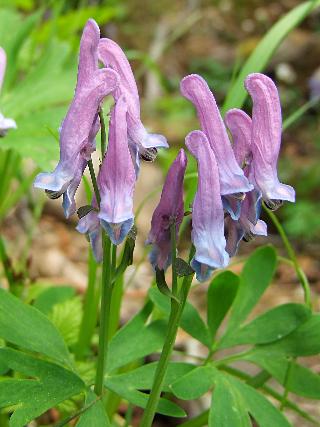 Изображение особи Corydalis arctica.