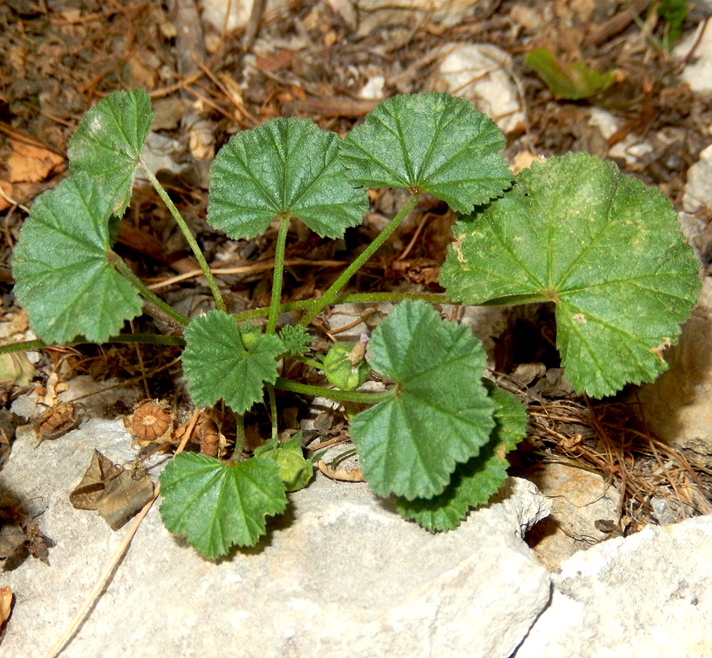 Изображение особи Malva neglecta.