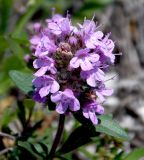 Thymus elenevskyi