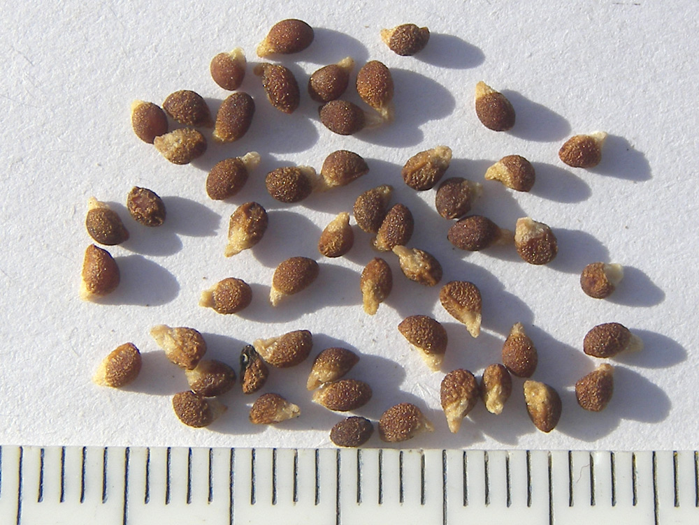 Image of Merendera sobolifera specimen.