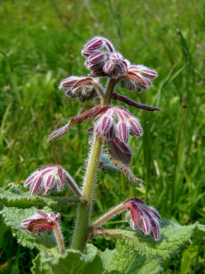 Изображение особи Borago officinalis.