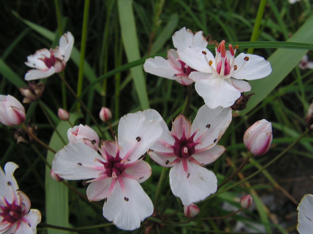 Изображение особи Butomus umbellatus.