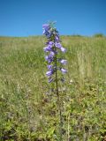 Campanula bononiensis. Верхушка цветущего растения. Ульяновская обл., Карсунский р-н, окр. с. Теньковка, гряда мергелисто-меловых склонов к р. Урень и её правому притоку к северу и востоку от села. 7 июля 2015 г.