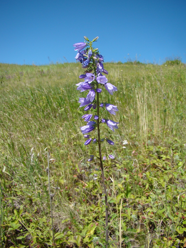 Изображение особи Campanula bononiensis.