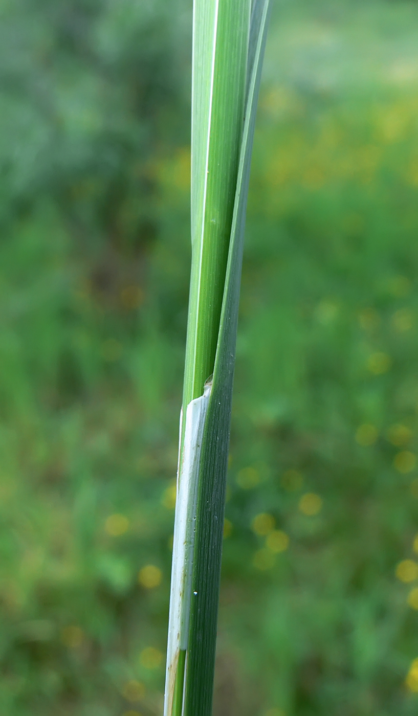 Image of Carex acuta specimen.