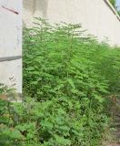 Phyllanthus amarus