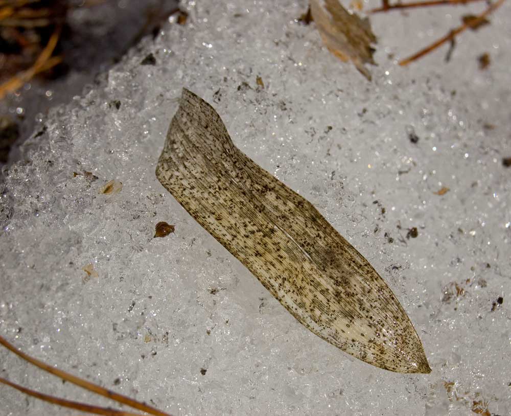 Image of Polygonatum odoratum specimen.