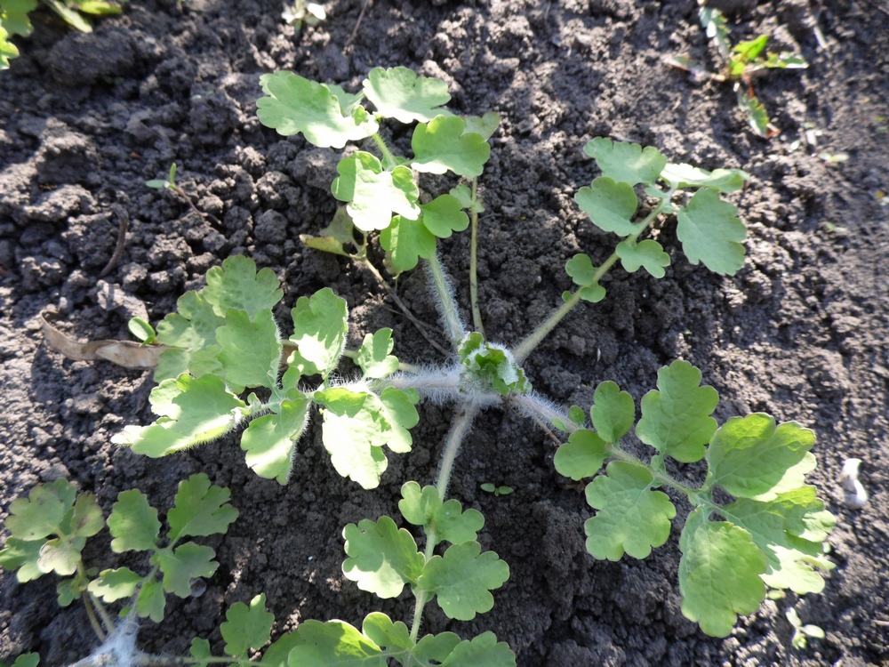 Изображение особи Chelidonium majus.