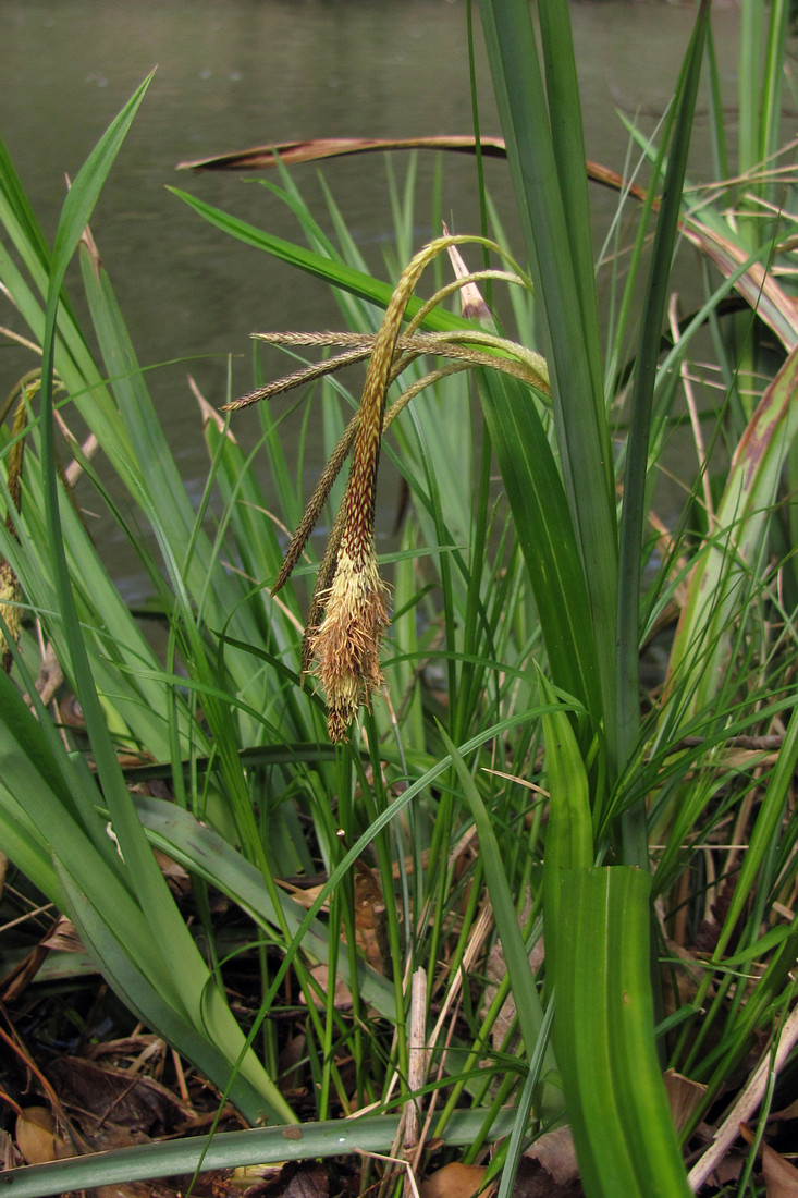 Изображение особи Carex pendula.