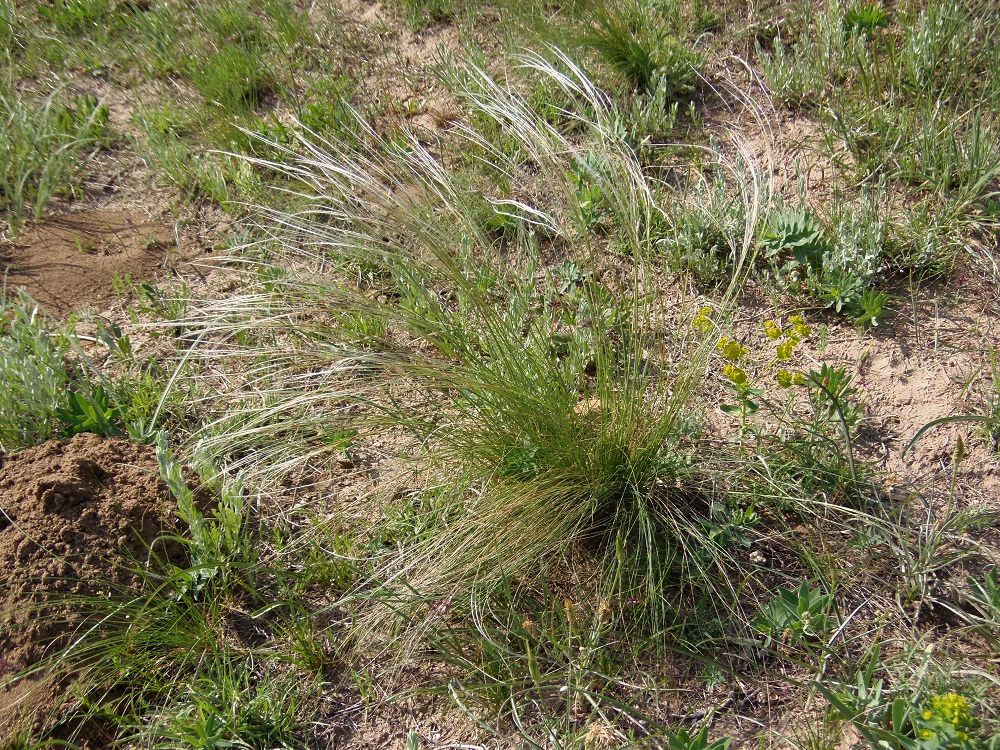 Image of Stipa dasyphylla specimen.