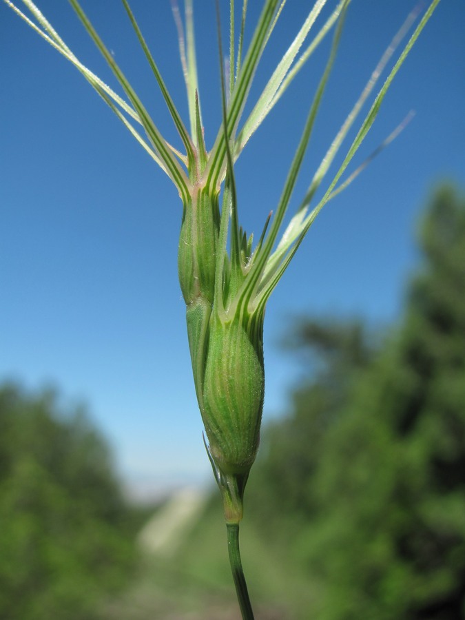 Изображение особи Aegilops biuncialis.