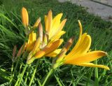 Hemerocallis middendorffii. Цветки. Украина, г. Луганск, ул. 16 линия, парковый комплекс гостиницы \"Дружба\", в культуре. 20.05.2017.