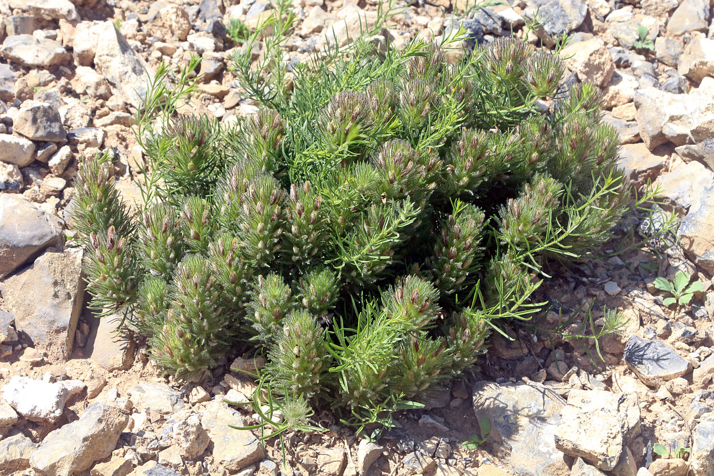Image of Bungea vesiculifera specimen.