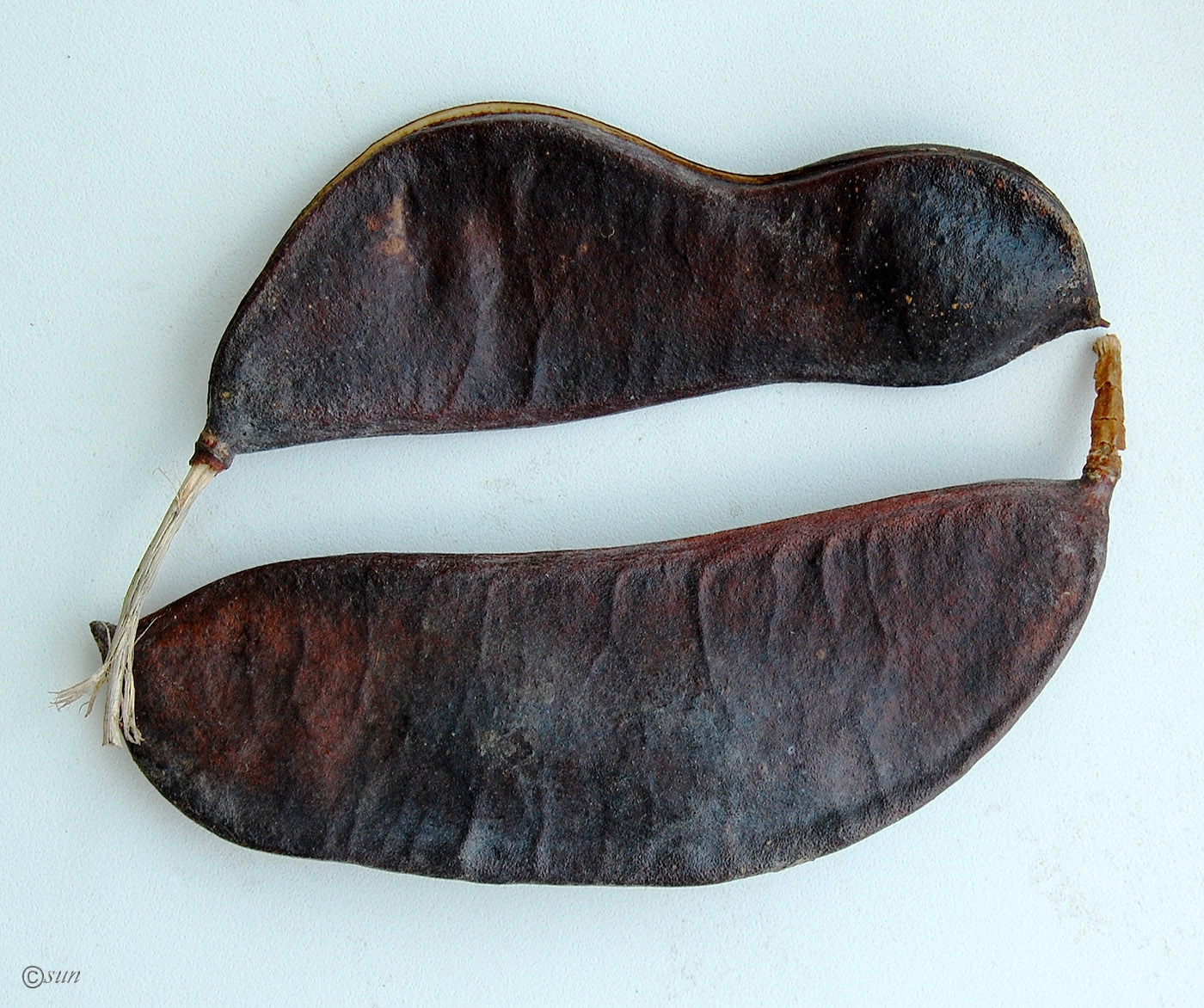 Image of Gymnocladus dioicus specimen.