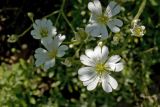 Cerastium arvense