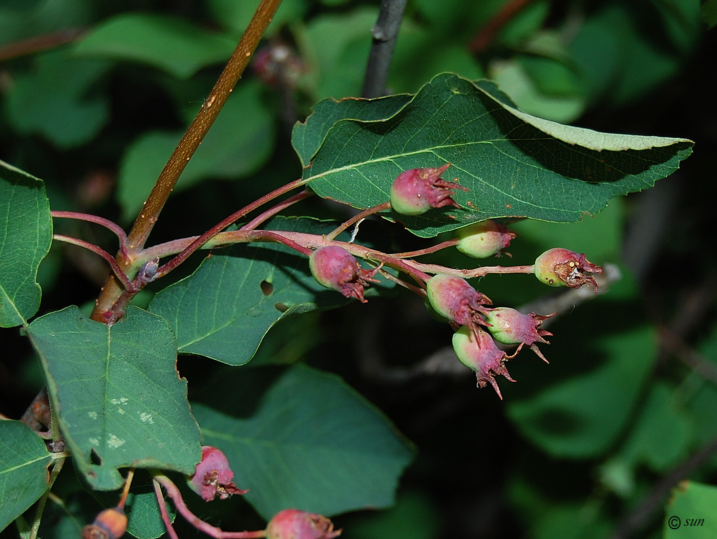 Image of Amelanchier ovalis specimen.