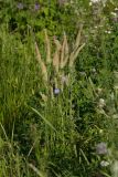 Phleum pratense