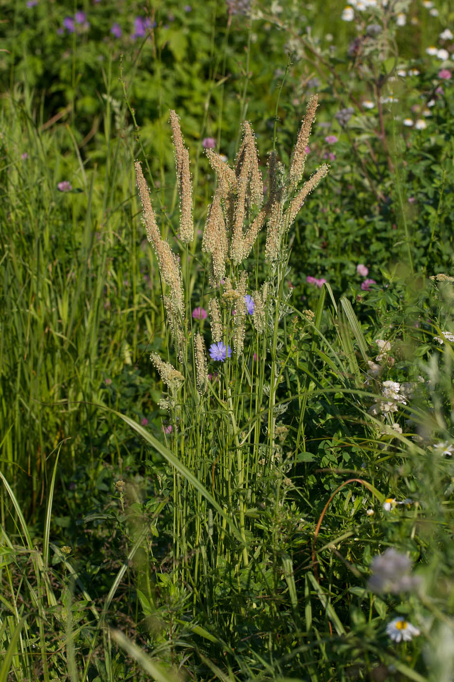 Image of Phleum pratense specimen.