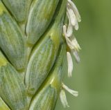 Triticum volgense